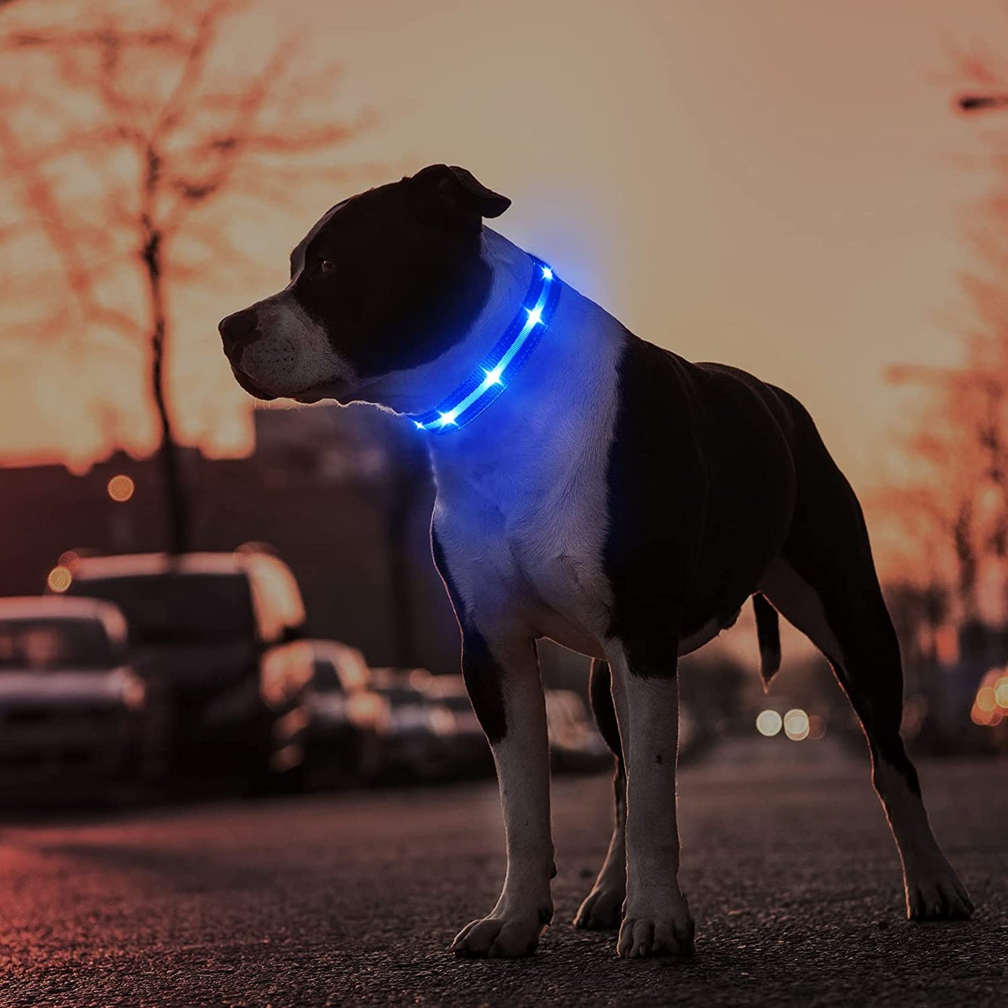 LED Dog Collar-Usb Rechargeable Glow Light up Dog Collars- Safety Waterproof Illuminated Flashing Light Collar for Dogs