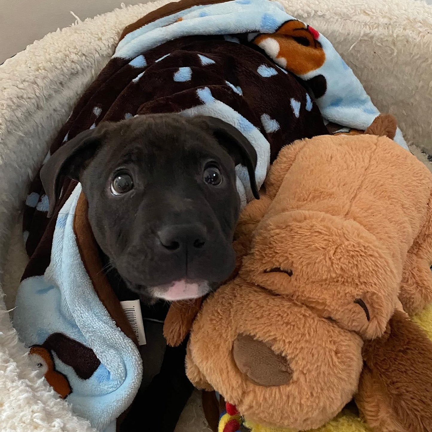 Blanket for Pets - Extra Soft and Long Lasting - Blue Pattern