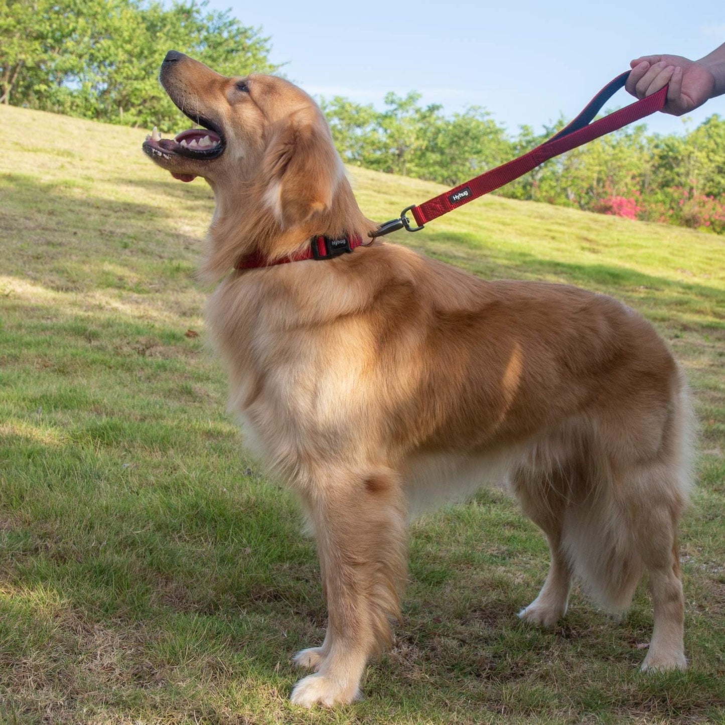 Traffic Nylon 18 Inches Short Leash with Soft Neoprene Padded Handle for Giant Large Medium Boy and Girl Dogs - Professional Training, Daily Use Walking. (Red)